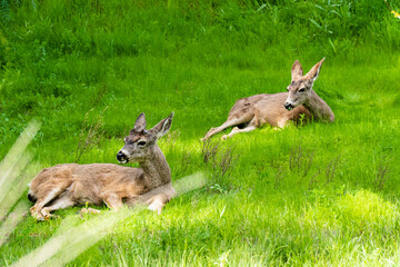 deer in the grass