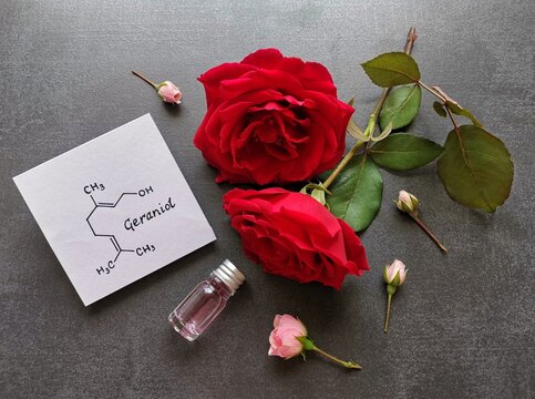 Red and pink rose flowers and cosmetic glass bottle of essential oil with structural chemical formula of geraniol. Geraniol is the main compound found in rose oil. Spa and aromatherapy concept.