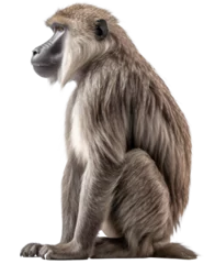 Tuinposter Baboon monkey  isolated on the transparent background PNG. AI generative. © Monika
