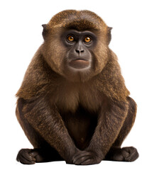  monkey isolated on the transparent background PNG. AI generative.