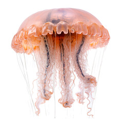 Jellyfish isolated on the transparent background PNG. AI generative.