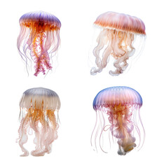 Set of Jellyfish isolated on the transparent background PNG. AI generative. - obrazy, fototapety, plakaty