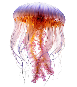 Jellyfish isolated on the transparent background PNG. AI generative.