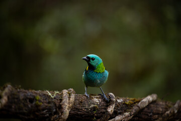 Brightly colored bird at Atlantic Forest Biome, Brazil. Green-headed tanager (Tangara seledon). 
