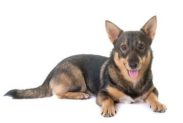 Swedish Vallhund in front of white background
