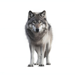 Fototapeta premium wolf isolated on white background