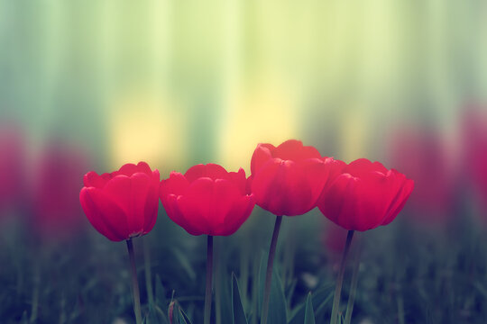 Red tulip flowers blossom on black and white blured background. Vintage toned