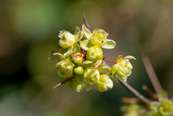 Close up of green barberry flowers in bloom
