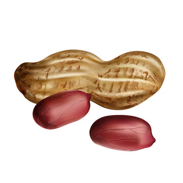Peanut isolated illustration on clear white background.