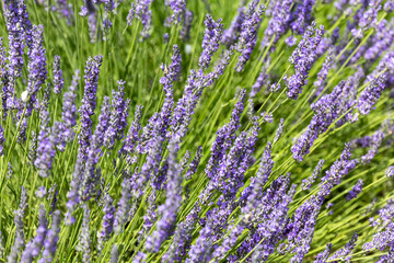 Obraz premium Lavender field in Provence, France. Lavender flowers blooming in summer.