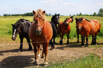 Naklejka na ściany i meble Thoroughbred horses walking in a field at sunrise.
