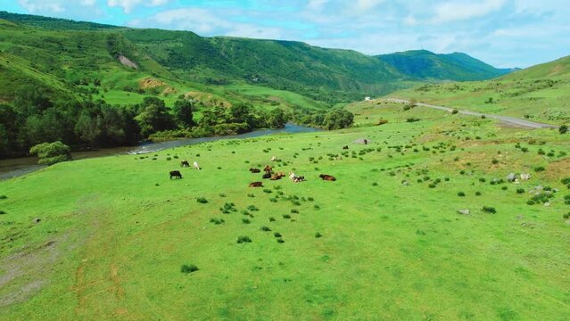 Drone view of cows lying on the grass next to the river against the background of mountains. Beautiful landscape with incredible nature and cows