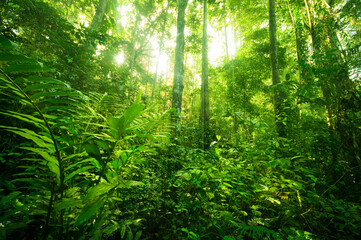 Naklejka na ściany i meble Landscape of tropical rainforest in a morning, Malaysia