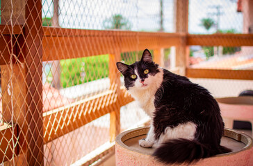 Long-haired black and white cat sitting looking at the camera, on the balcony protected so that it...