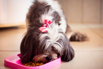 Long-haired white and gray female dog with a pink bow on her head eating feed from her pink feeder.