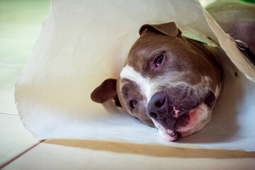 Close-up of a short haired brown and white pit bull dog lying on the white floor with a white collar on his neck looking at the camera.