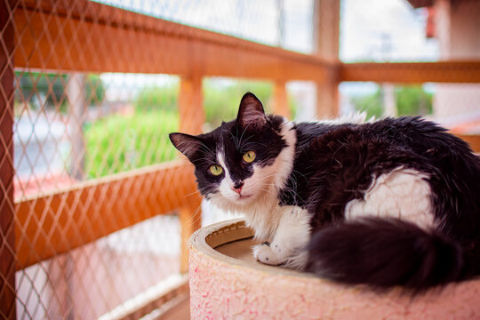 Long-haired black and white cat lying down looking at the camera, on the balcony protected so that it cannot escape.