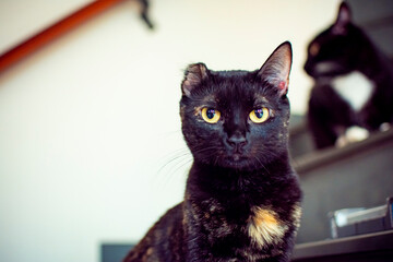 A black cat with only one ear and with yellow eyes looking at the camera and in the background...