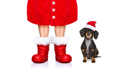 funny dachshund sausage  santa claus dog on christmas holidays wearing red holiday hat, isolated on...