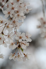 Naklejka premium 枝垂桜の花のクローズアップ