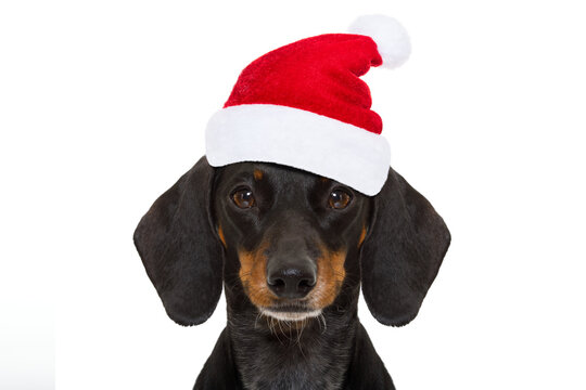 funny dachshund sausage  santa claus dog on christmas holidays wearing red holiday hat, isolated on white background