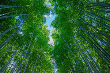 bamboo sky