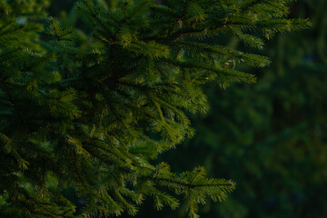 branches of a green Christmas tree in natural conditions, natural background