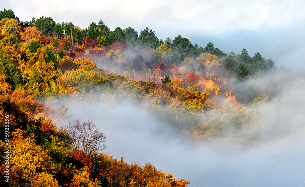 Wall mural forest and fog in november