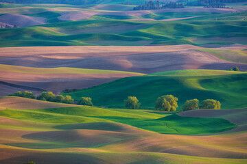 Sunlit rolling hills of farmland of Palouse region of Washington State America from Steptoe Butte in Spring
