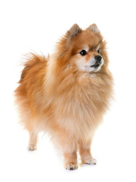 pomeranian spitz  in front of white background