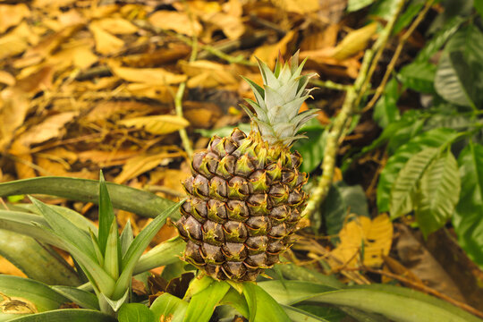 Pineapple fruit growing on its plant. Tropical fruits. pineapple bush