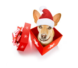 christmas chihuahua podenco santa claus  dog in a present  holiday gift box ,isolated on white...