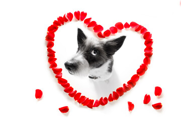 Fototapeta na wymiar poodle dog in love for happy valentines day with petals and rose flower , looking up in wide angle