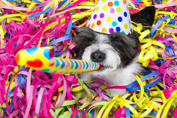 poodle dog having a party with serpentine streamers, for birthday or new years eve and blowing a...