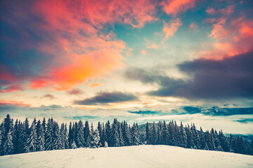 Fantastic evening winter landscape with snow slope and pine tree forest. Dramatic sunset pink clouds sky. Nature landscape. Travel background. Retro toning filter. Holiday, travel, sport, recreation