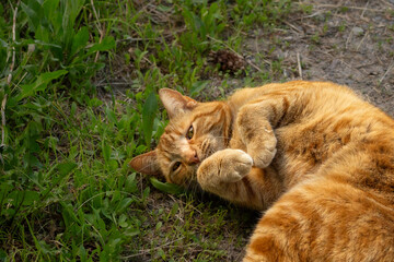Naklejka na ściany i meble Beautiful Cute Ginger Orange Tabby Cat Playfully Shows His Belly While Rolling in the Green Grass