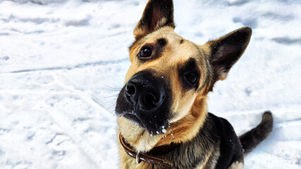 Dog German Shepherd in a winter day and white snow arround. Waiting eastern European dog veo and white snow