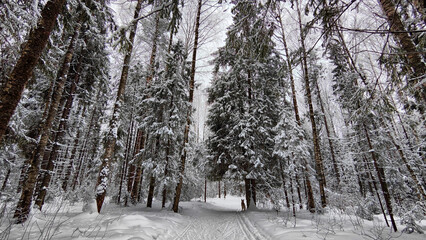 Snow covered trees in the winter forest with road in cold day. White and black landscape