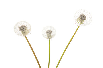 Fototapeta premium Dandelion flowers isolated on white background, closeup