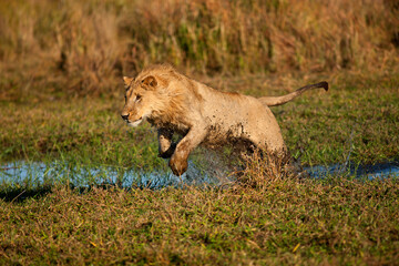 Fototapeta na wymiar lion in savannah