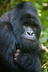 Obraz premium gorilla in jungle