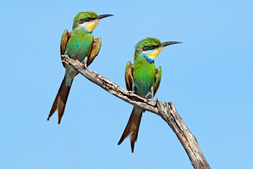 Swallow-tailed bee-eater (Merops hirundineus) perched on a branch, South Africa