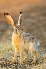 Naklejka na ściany i meble Scrub hare (Lepus saxatilis) in natural habitat, South Africa