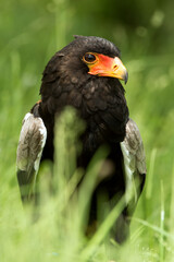 Bateleur Eagle in thick green grass