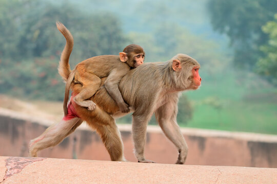 Rhesus macaque monkeys (Macaca mulatta) on the walls of the Agra Fort, India
