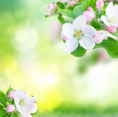 Apple tree flowers blossom with green leaves over green garden bokeh background