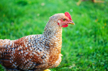 Happy Home poultry chickens grazing and walking outdoors