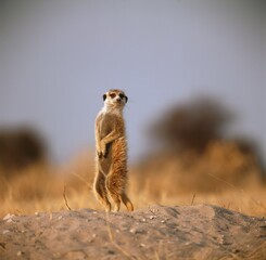 suricate in botswana