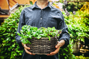 Organic gardening. Farmers hands with fres herbs. Spring gardening