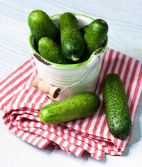 Fresh Raw Cucumbers with Greens in White Bucket on Striped Napkin closeup on Blue Wooden background